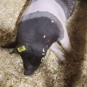 Meet your Posher, Austin